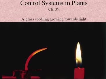 Control Systems in Plants Ch. 39 A grass seedling growing towards light