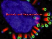 Bacteria%20and%20the%20cytoskeleton