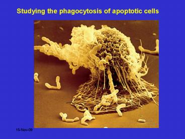 Studying the phagocytosis of apoptotic cells