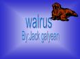 walrus PowerPoint PPT Presentation
