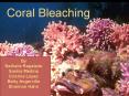 Coral Bleaching PowerPoint PPT Presentation