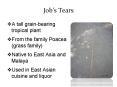 Jobs Tears PowerPoint PPT Presentation