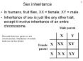 Sex inheritance PowerPoint PPT Presentation