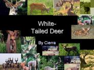 White- Tailed Deer
