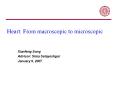 Heart:%20From%20macroscopic%20to%20microscopic PowerPoint PPT Presentation