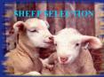SHEEP SELECTION PowerPoint PPT Presentation