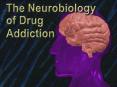 Neurobiology of Addiction PowerPoint PPT Presentation