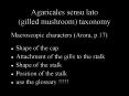 Agaricales sensu lato gilled mushroom taxonomy PowerPoint PPT Presentation