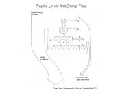 Trophic Levels And Energy Flow