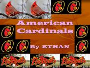 American Cardinals