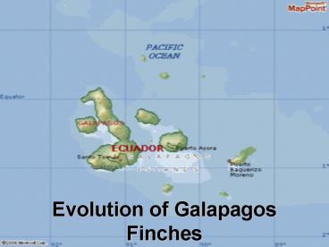 Evolution of Galapagos Finches