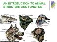 AN INTRODUCTION TO ANIMAL STRUCTURE AND FUNCTION PowerPoint PPT Presentation