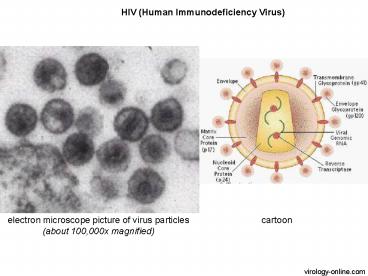HIV Human Immunodeficiency Virus