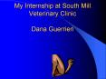 My Internship at South Mill Veterinary Clinic Dana Guerrieri PowerPoint PPT Presentation