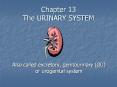 Chapter 13 The URINARY SYSTEM PowerPoint PPT Presentation