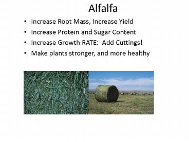 Alfalfa