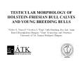 TESTICULAR MORPHOLOGY OF HOLSTEIN-FRIESIAN BULL CALVES AND YOUNG BREEDING BULLS  1G PowerPoint PPT Presentation