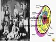 A Cell and a Football Team PowerPoint PPT Presentation
