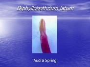 Diphyllobothrium latum