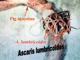 Ascaris lumbricoides PowerPoint PPT Presentation