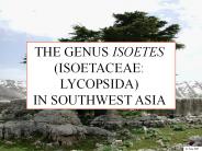 THE GENUS ISOETES