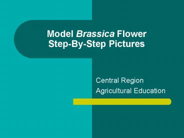 Model Brassica Flower StepByStep Pictures