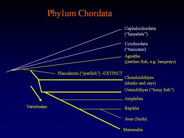 presentation player overlay