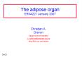 The adipose organ ERN4221 January 2007 PowerPoint PPT Presentation