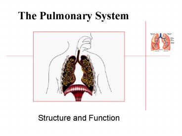 The Pulmonary System