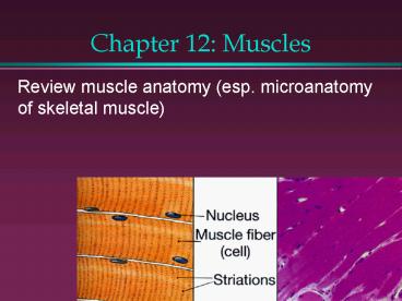 Chapter 12: Muscles