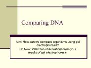 Comparing DNA