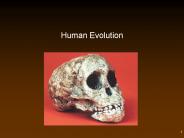 Human Evolution