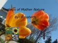 The Feelings of Mother Nature PowerPoint PPT Presentation