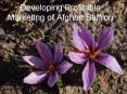 Developing Profitable Marketing of Afghan Saffron PowerPoint PPT Presentation