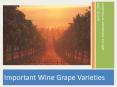 Important Wine Grape Varieties PowerPoint PPT Presentation