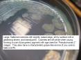 Large, flattened colonies with slightly raised edge, shiny surface with a glistening sheen, and tran PowerPoint PPT Presentation