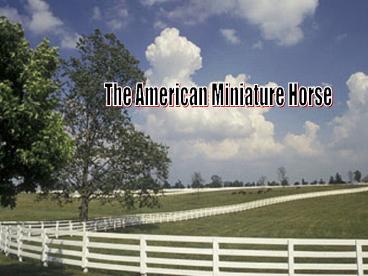 The American Miniature Horse