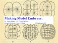 Making Model Embryos: by: Jewel Reuter, LA Virtual School Donald Cronkite, Hope College Attachment PowerPoint PPT Presentation