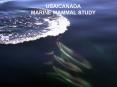 USACANADA MARINE MAMMAL STUDY PowerPoint PPT Presentation
