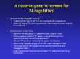 A reverse-genetic screen for N-regulators PowerPoint PPT Presentation