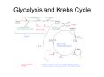 Glycolysis and Krebs Cycle PowerPoint PPT Presentation