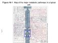 Figure 161Map of the major metabolic pathways in a typical cell. PowerPoint PPT Presentation