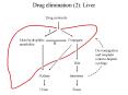 Drug elimination 2: Liver PowerPoint PPT Presentation