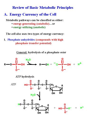 Review of Basic Metabolic Principles