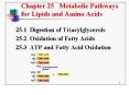 Lipid Metabolism PowerPoint PPT Presentation