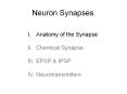 Neuron Synapses PowerPoint PPT Presentation