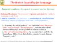 The Brain's Capability for Language PowerPoint PPT Presentation