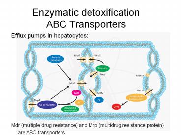 Efflux pumps in hepatocytes: