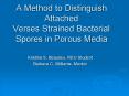 A Method to Distinguish Attached Verses Strained Bacterial Spores in Porous Media PowerPoint PPT Presentation