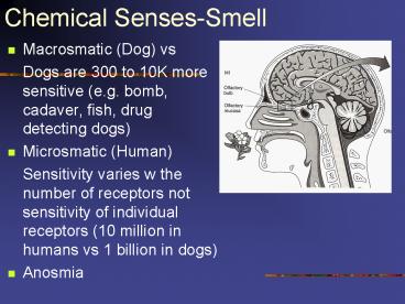 Chemical SensesSmell
